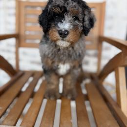 Bernedoodle and Irish Doodle Puppies from Boutique Bernedoodles & Co.