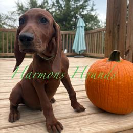 Hank - Red male Redbone Coonhound puppy in Mount Pleasant, Texas from Harmons Hounds