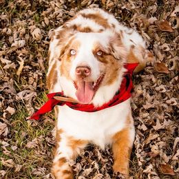 Jessi - Miniature Australian Shepherd