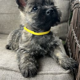 Prim - Cream brindle female Cairn Terrier puppy in Pottersville, Missouri from Cairn Terriers of Heatherridge,LLC