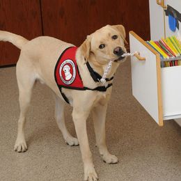 Golden Retrievers and Labrador Retrievers from Can Do Canines Assistance Dogs