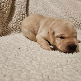 Toby - Yellow male Labrador Retriever puppy in Davenport, Washington from LynnDee's Kennel
