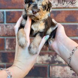 Twix - Chocolate merle male Bernedoodle puppy in Owasso, Oklahoma from Kallams Bernedoodles & Bernese Mountain Dogs