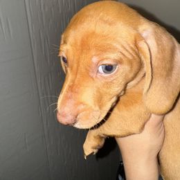 Dachshund Puppies from Weenie Hut Jrs