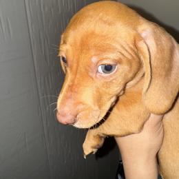 Dachshund Puppies from Weenie Hut Jrs