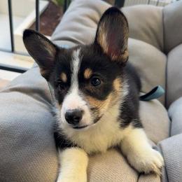 Bear - Black and tan male American Corgi puppy in Chowchilla, California from CalValley Kennels