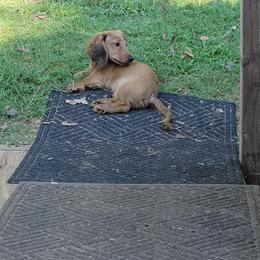 Dachshund Puppies from CLARK'S BREEDING PROGRAM