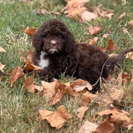 Shimmer - Chocolate female Cavapoo puppy in Colcord, Oklahoma from Copper Lane Aussies, Doodles & Cavapoos