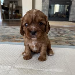 Canelo - Ruby male Cavalier King Charles Spaniel puppy in Oakley, California from Caloobanan Cavaliers