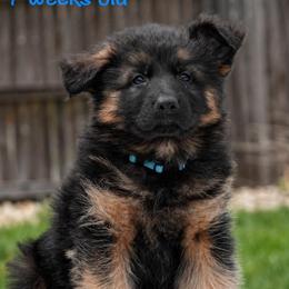 Blue collar - Black and red male German Shepherd puppy in Plumas Lake, California from Zwinger Vom Greifjäger