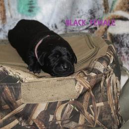 Labrador Retriever Puppies from Copper Creek Outfitters and Kennel