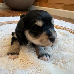 Chandler Duke Williams - Black and silver male Miniature Schnauzer puppy in Auburn, Georgia from Very Special Mini Schnauzers