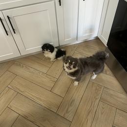 Pekingese, Poodle, and Shih Tzu All Grown Up from Happy puppies
