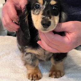 Dachshunds from MCS Dachshunds