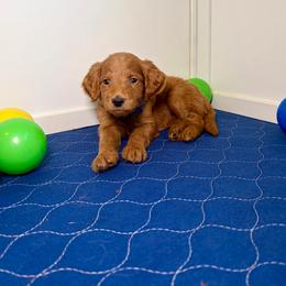 F1B Goldendoodle River - Red  male Goldendoodle puppy in Redding, California from Casa Delarosa Collective Poodles & Doodles