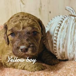 Yellow boy - Sable male Bernedoodle puppy in Mesa, Colorado from Bailey Doodles