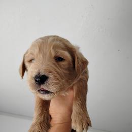 Rover - Caramel ice male Labradoodle puppy in Apache Junction, Arizona from Loving Doodle
