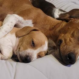Kuzya - Piebald male Dachshund puppy in Meridian, Idaho from Lucy’s Dachshund Home