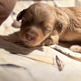 Boy 2 - Red male Havanese puppy in East Lansing, Michigan from VanCort's Happy Havanese