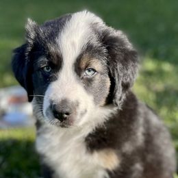 Australian Shepherd Puppies from Bedtime Story Australian Shepherds