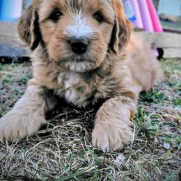 Max - Sable male Assorted Doodle Crosses puppy in Lewistown, Pennsylvania from Southern Star Goldendoodles
