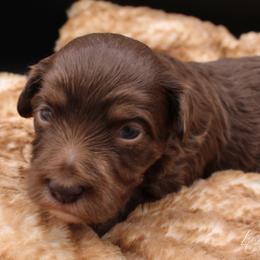 Skittles - Chocolate female Havapoo puppy in Hendersonville, North Carolina from Grayfinn House