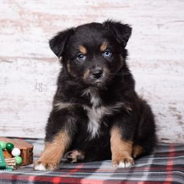 Interception - Black tri Miniature Australian Shepherd puppy in Marion, Michigan from 4 Seasons Aussies