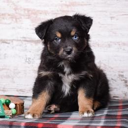 Interception - Black tri Miniature Australian Shepherd puppy in Marion, Michigan from 4 Seasons Aussies