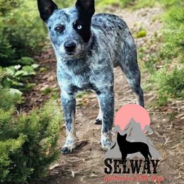 Luke - Australian Cattle Dog