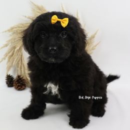 Yellow Collar Boy - Black male Cavapoo puppy in Republic, Missouri from Red Skye Puppies