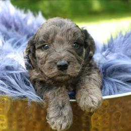 Winchester - Merle male Goldendoodle puppy in Missouri from Husky Hill Kennel