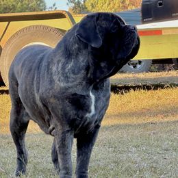 Vegas - Mastiff