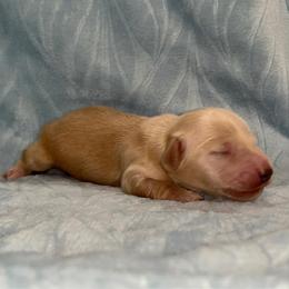 Brittany - Cream female Dachshund puppy in Pilot Point, Texas from Diamond B Doxies
