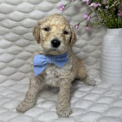 Brooks - Cream male Goldendoodle puppy in Waterloo, Illinois from Ashly Miller