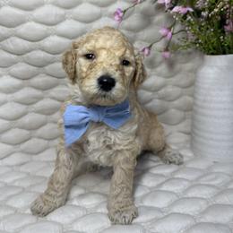 Brooks - Cream male Goldendoodle puppy in Waterloo, Illinois from Ashly Miller