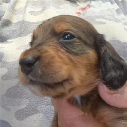 Buddy - Sable male Dachshund puppy in Bangs, Texas from Lickin'bach Miniature Dachshunds