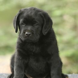 Labrador Retriever Puppies from Niall’s Labrador Retrievers