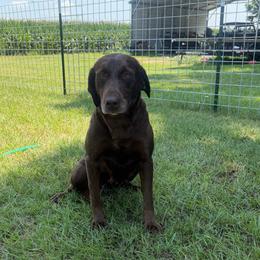 Brook - Chocolate female Labrador Retriever puppy in Elloree, South Carolina from Moonlight Kennels LLC