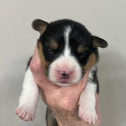 EP 4 - Black and tan male Pembroke Welsh Corgi puppy in Stockton, Iowa from Infinity Corgis