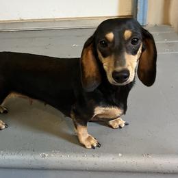 Stella - Dachshund