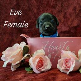 Eve - Black female Labrador Retriever puppy in Bemidji, Minnesota from Northern Star Elite Quality Labrador Retrievers
