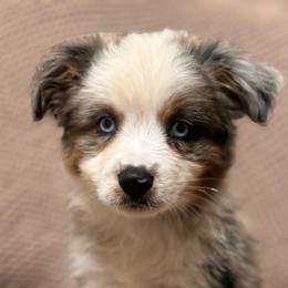 Merle - Blue merle male Australian Shepherd puppy in Hogansville, Georgia from Blue Creek Farm