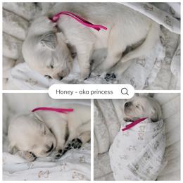 Honey - pink collar - Light golden female Golden Retriever puppy in Noblesville, Indiana from Ivory & Pine Goldens
