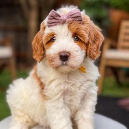 Pineapple - Red female Australian Labradoodle puppy in Morgan Hill, California from Loving Labradoodles