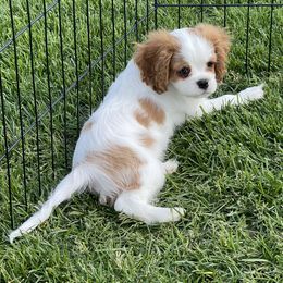 Cavalier King Charles Spaniel Puppies from Rolling Meadows Cavaliers