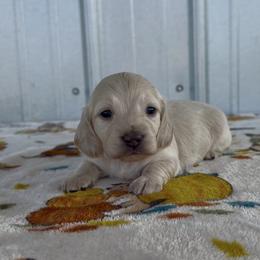 Baby Pink - Cream female Dachshund puppy in Poteau, Oklahoma from Sisters Dazzling Dachshunds