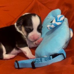 Pembroke Welsh Corgi Puppies from Promise Land Farm