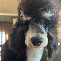 Poppie - Poodle