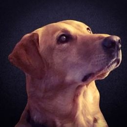 Labrador Retriever All Grown Up from Hunter’s Moon Labradors