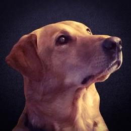 Labrador Retriever All Grown Up from Hunter’s Moon Labradors